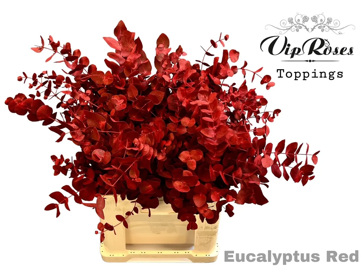Eukalyptus Cinerea Red 200gr • 65 cm