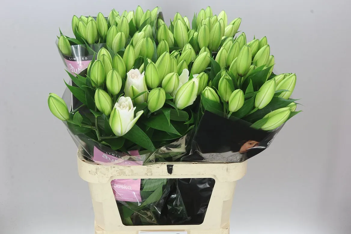 Ľalia orientálna Roselily Anouska ( Double ) • 85 cm
