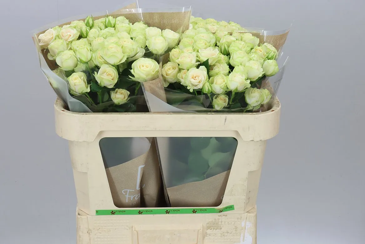 Rosa Tr Whitney • 70 cm