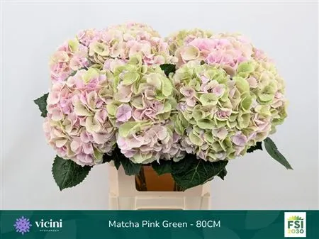 Hyd Matcha Classic • 80 cm