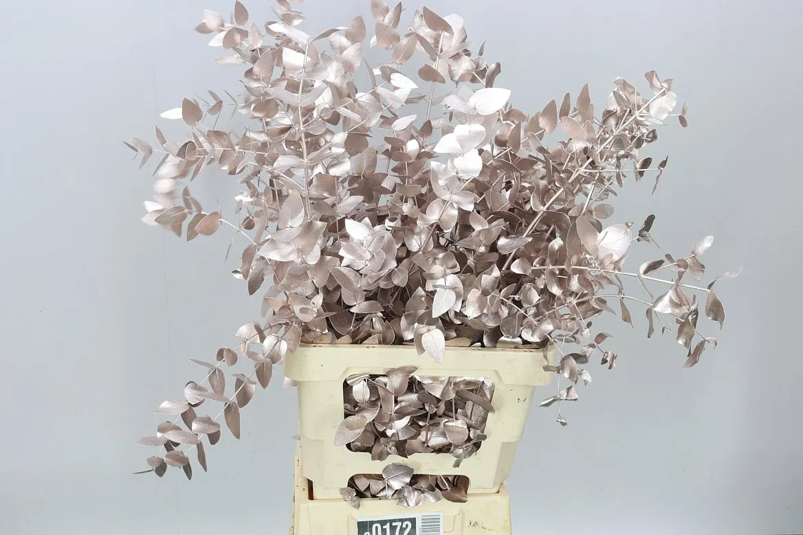 Eukalyptus Cinerea Rose Gold • 70 cm
