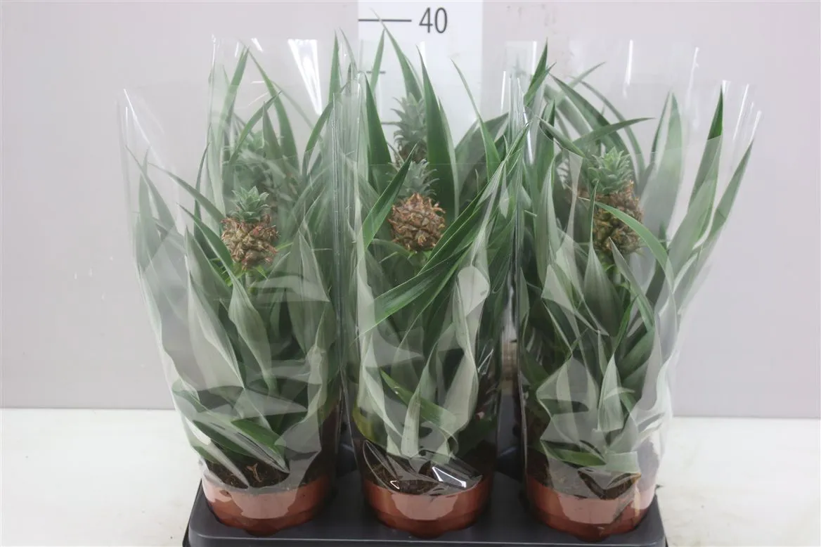 Ananas Mi Amigo • črepník 12 cm