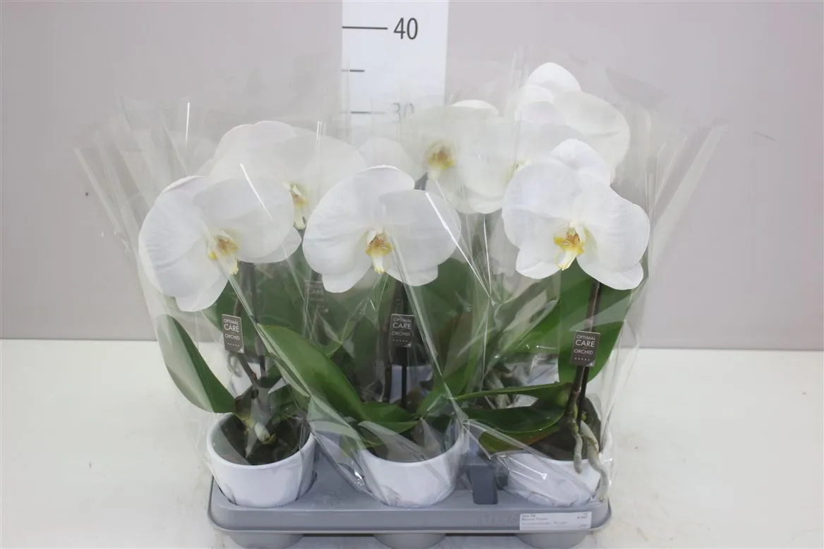 Orchidea Phalaenopsis Singolo biela v keramike, 1 výhon • črepník 9 cm