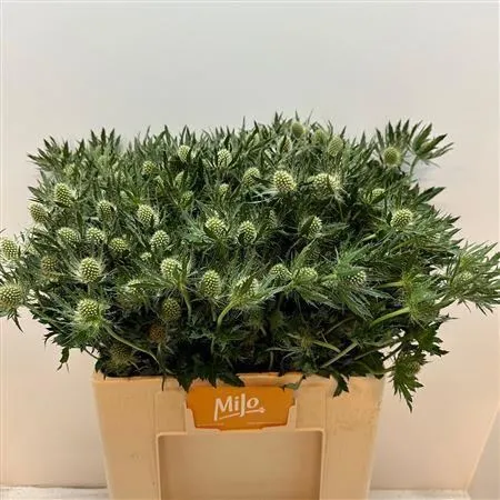 Eryngium Whit Lagoon • 60 cm