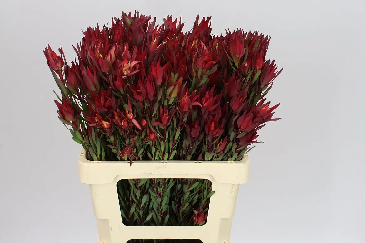 Leucadendron Sal Blush Spray • 60 cm