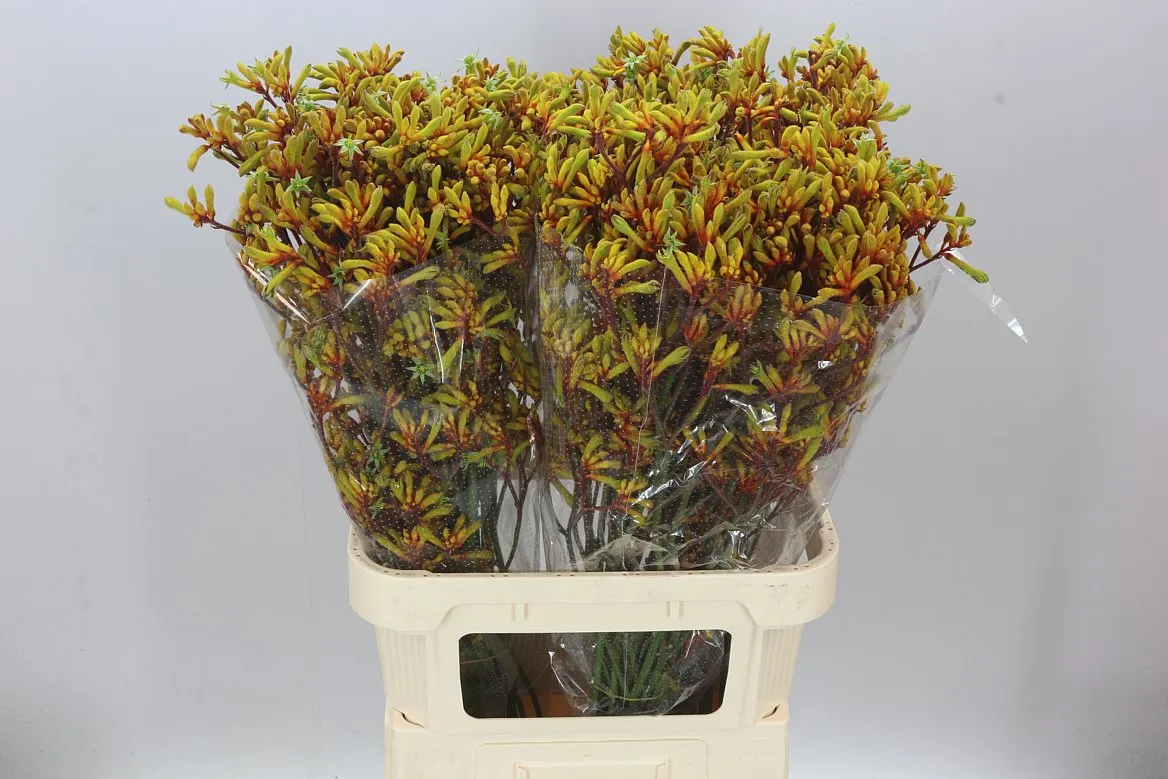 Anigozanthos Gold Fever • 90 cm