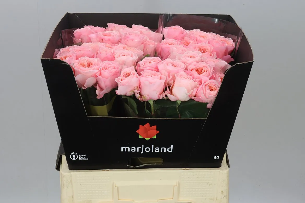 Ruža záhradná Mayfield! • 60 cm