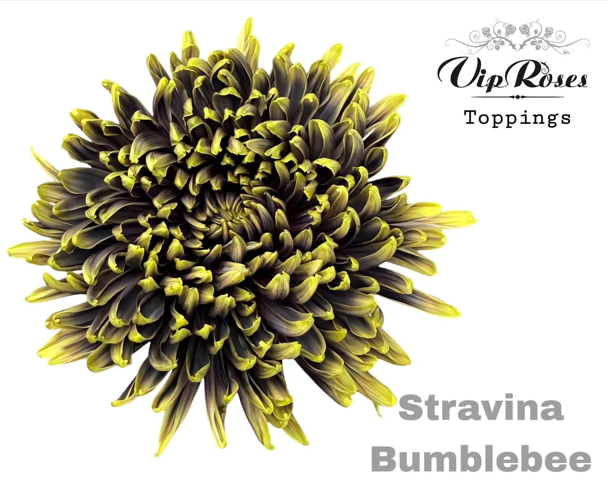 Chryzantéma veľkokvetá Stravina Bumblebee • 65 cm