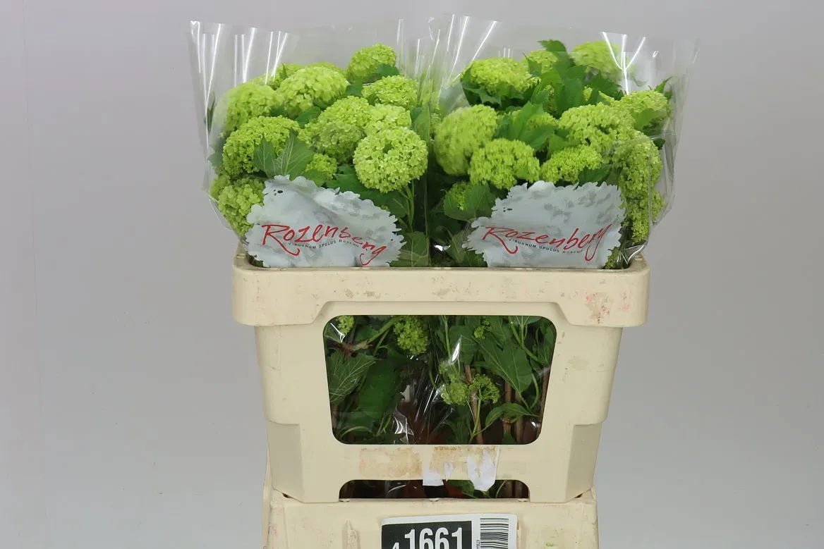 Viburnum Roseum • 50 cm