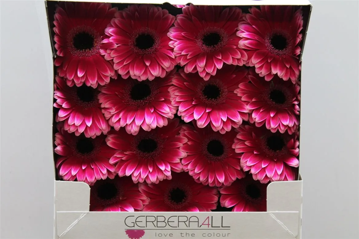 Gerbera Diamond Nuance • 55 cm