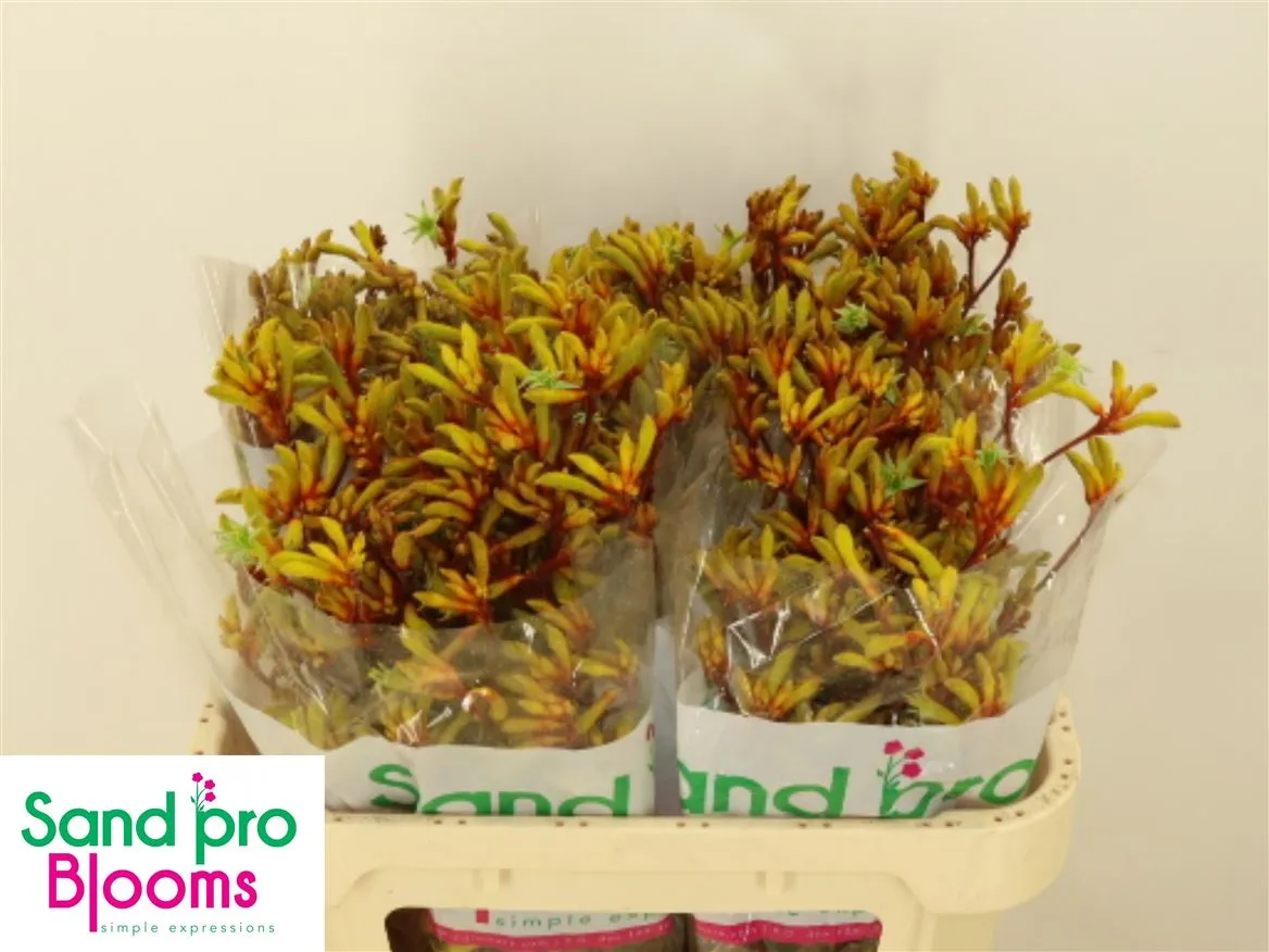 Anigozanthos Gold Fever • 70 cm