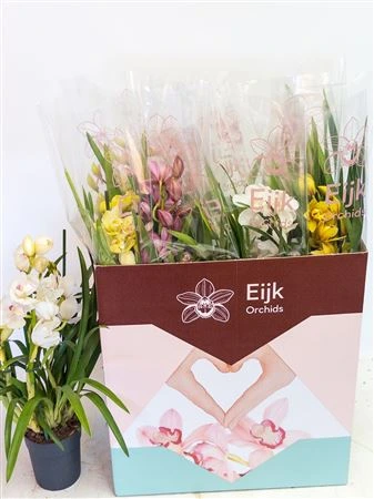 Orchidea Cymbidium mix, 3 výhony • črepník 14 cm