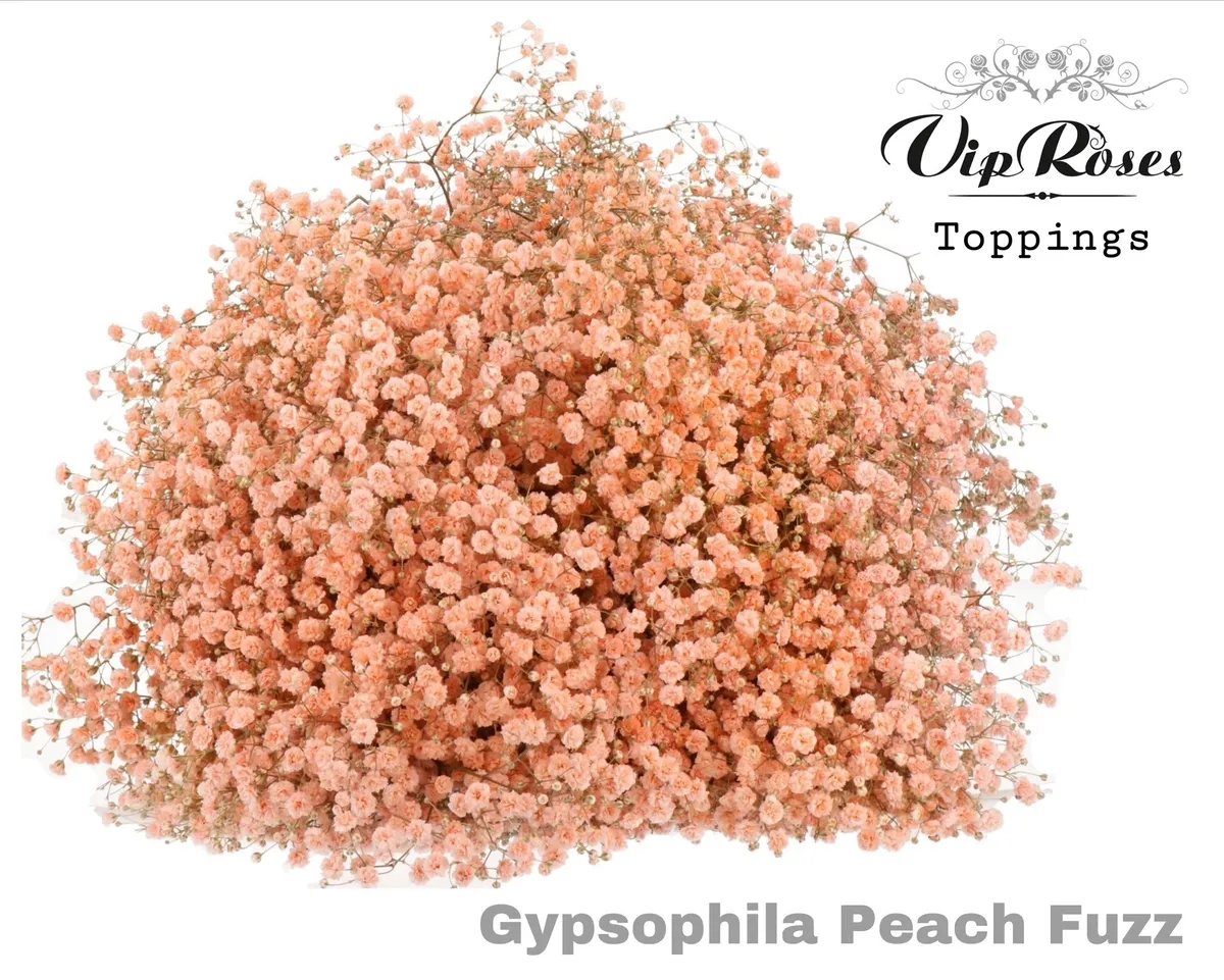 Gypsofila Pa Peach Fuzz • 80 cm