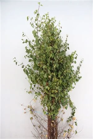 Breza Whit Leaf • 200 cm