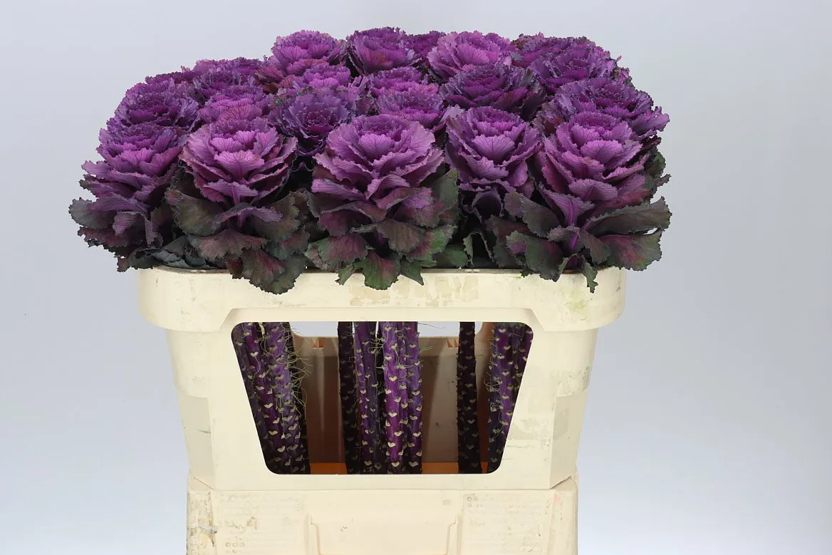 Okrasná kapusta Elegance • 70 cm