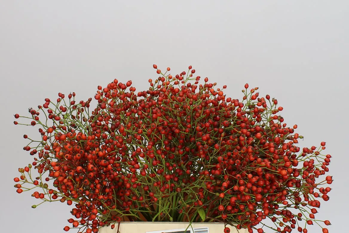 Rozenbottel Prinsberry Fire • 45 cm