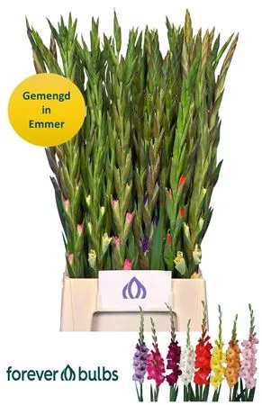 Gladiolus Kl Mixed • 65 cm