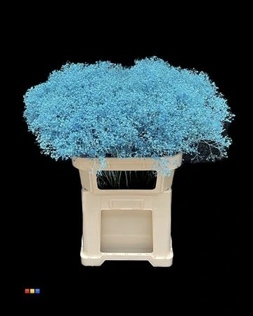 Gypsofila Million Star Light Blue • 80 cm