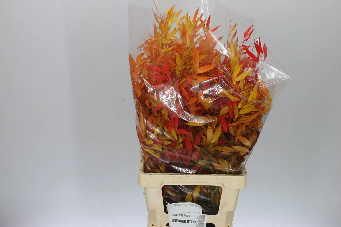 Ruscus Long Autumn • 80 cm