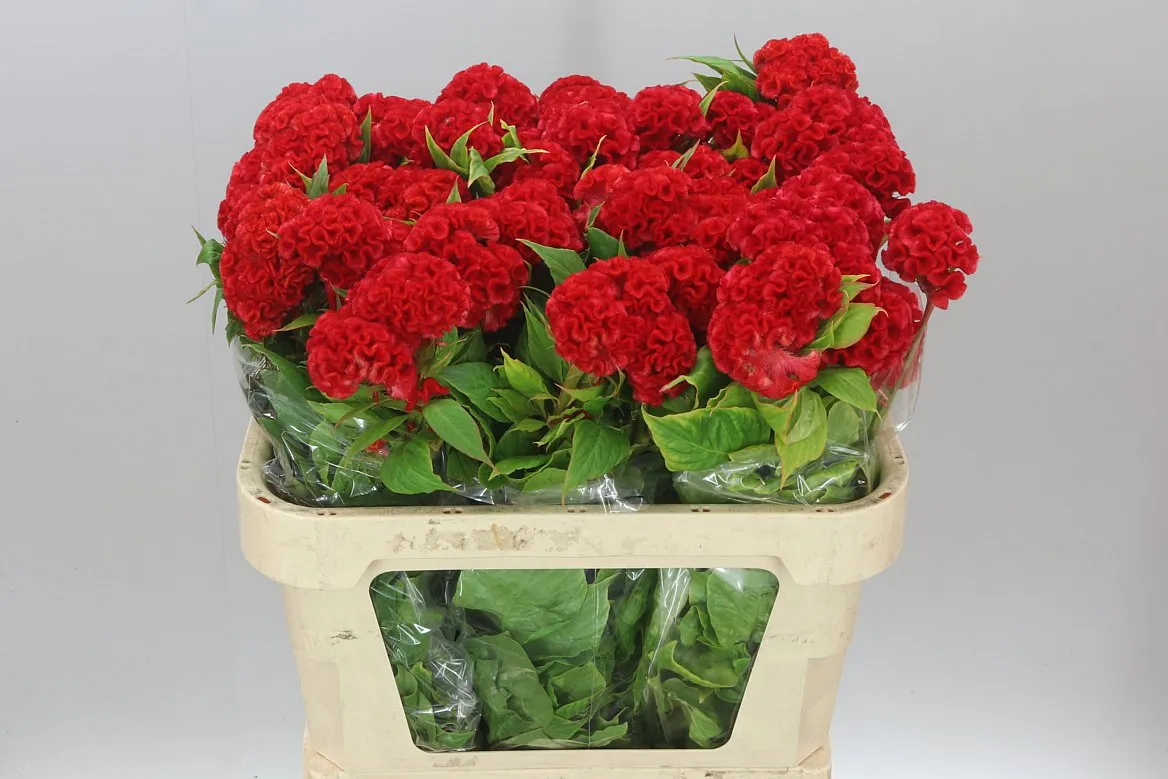 Celosia C Red Chief • 75 cm