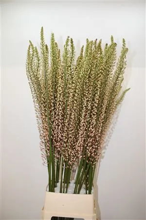 Eremurus Shelford Pink Star • 150 cm