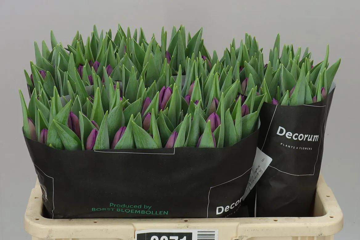 Tulipán jednoduchý Bullit • 36 cm