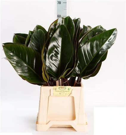 Philodendron Red Beauty • 55 cm