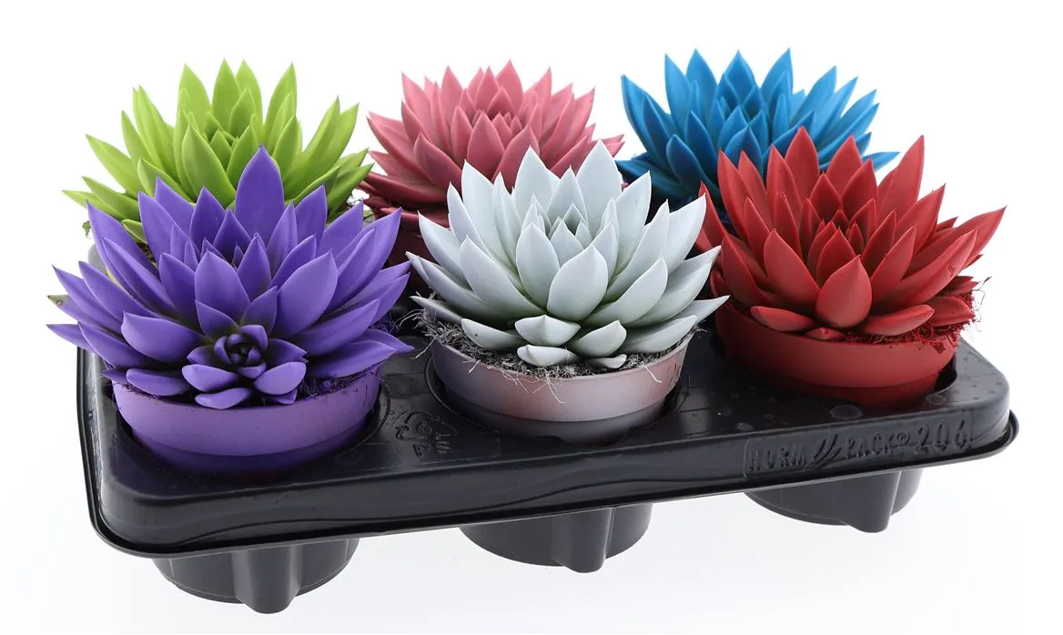 Echeveria Rainbow mix • črepník 12 cm