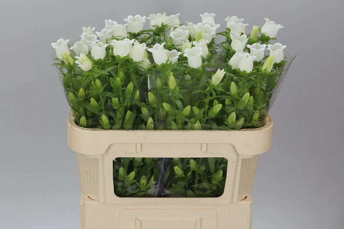 Campanula Champ White • 70 cm