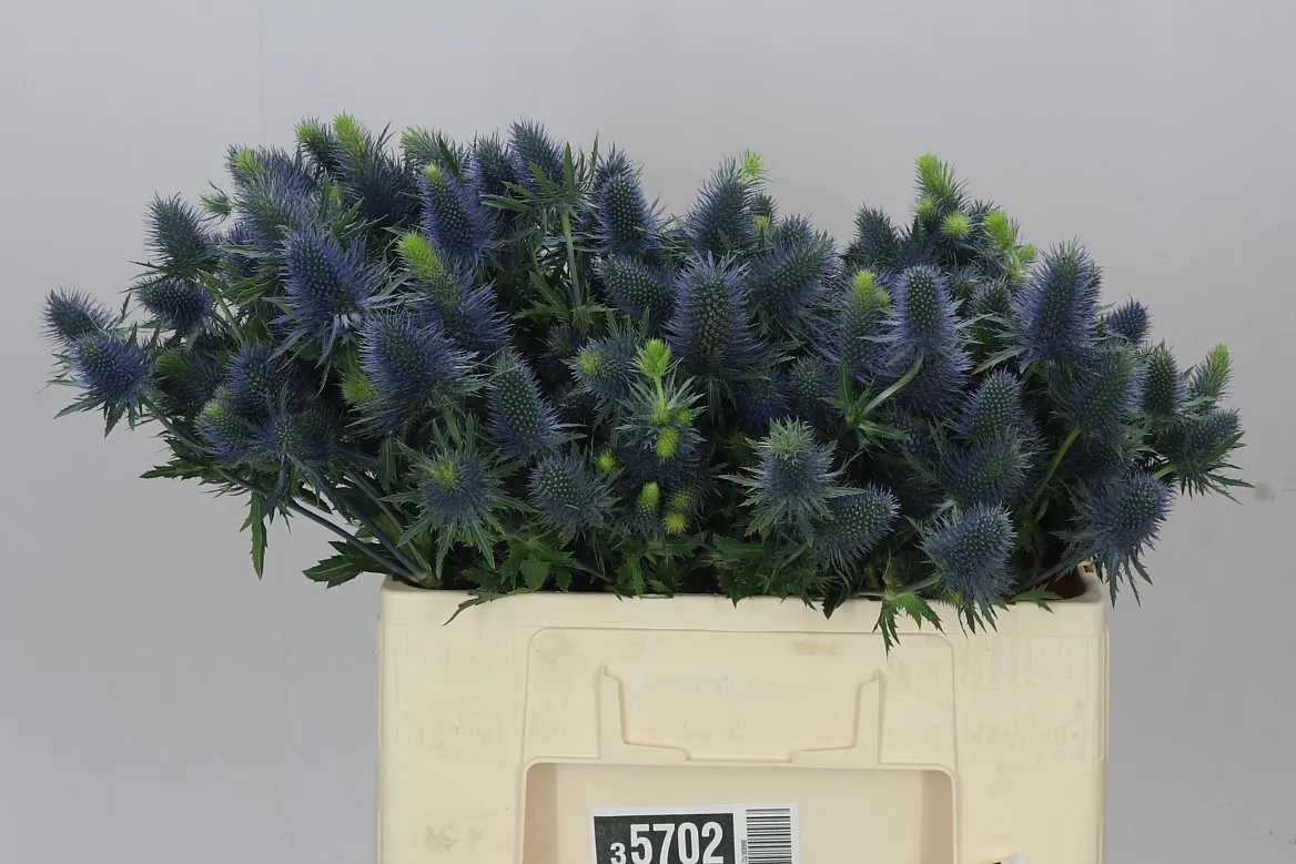 Eryngium Supernova • 50 cm
