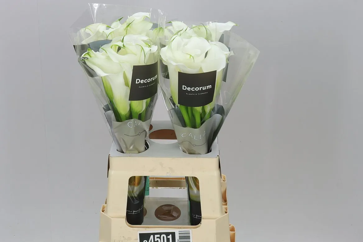 Kala White Mambo • 60 cm