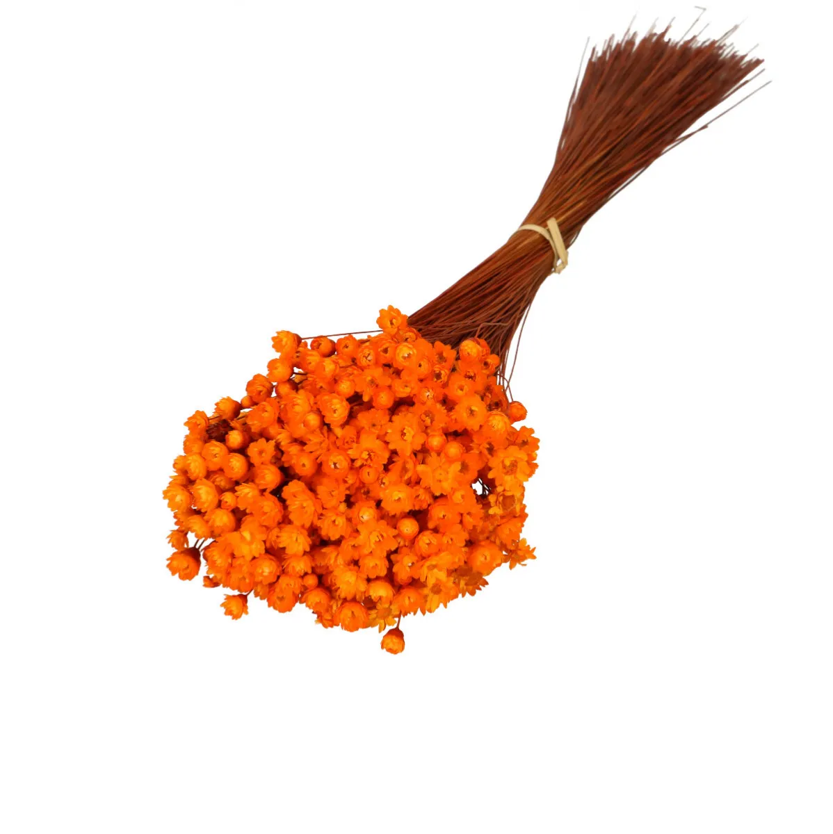 Sušená glixia oranžová 40 cm, 50 g