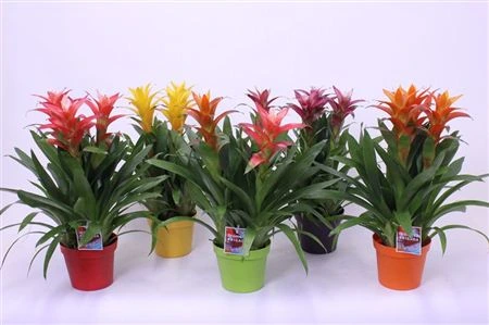 Brómelia mix 3pp Plastic Fantastic • črepník 18 cm