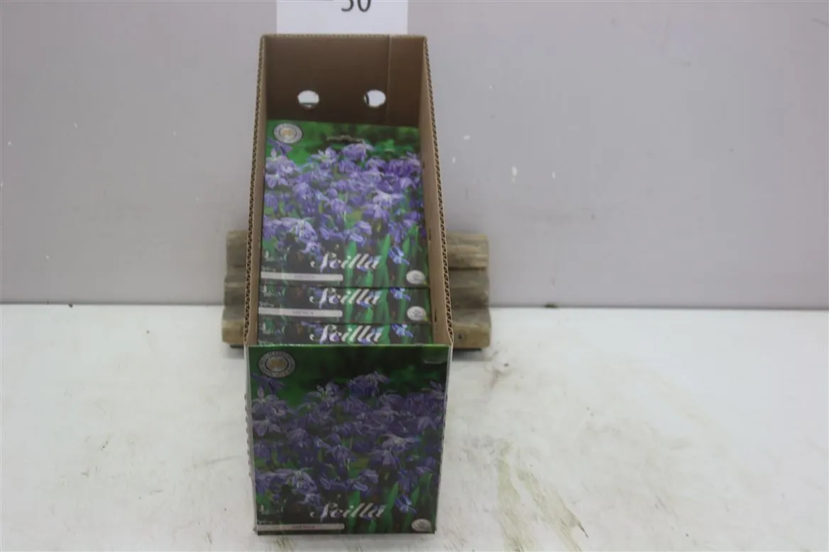 Bol Scilla Siberica X15