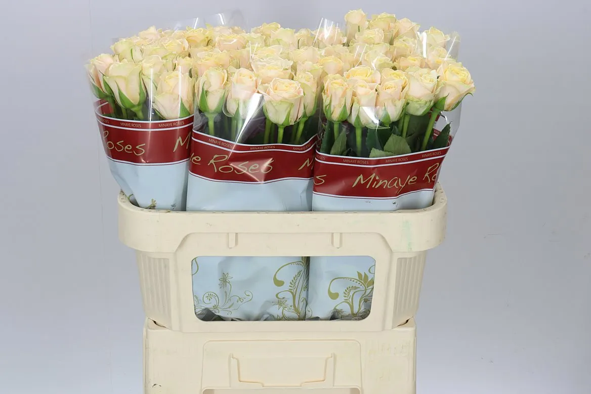 Rosa Gr Top Fair! • 70 cm