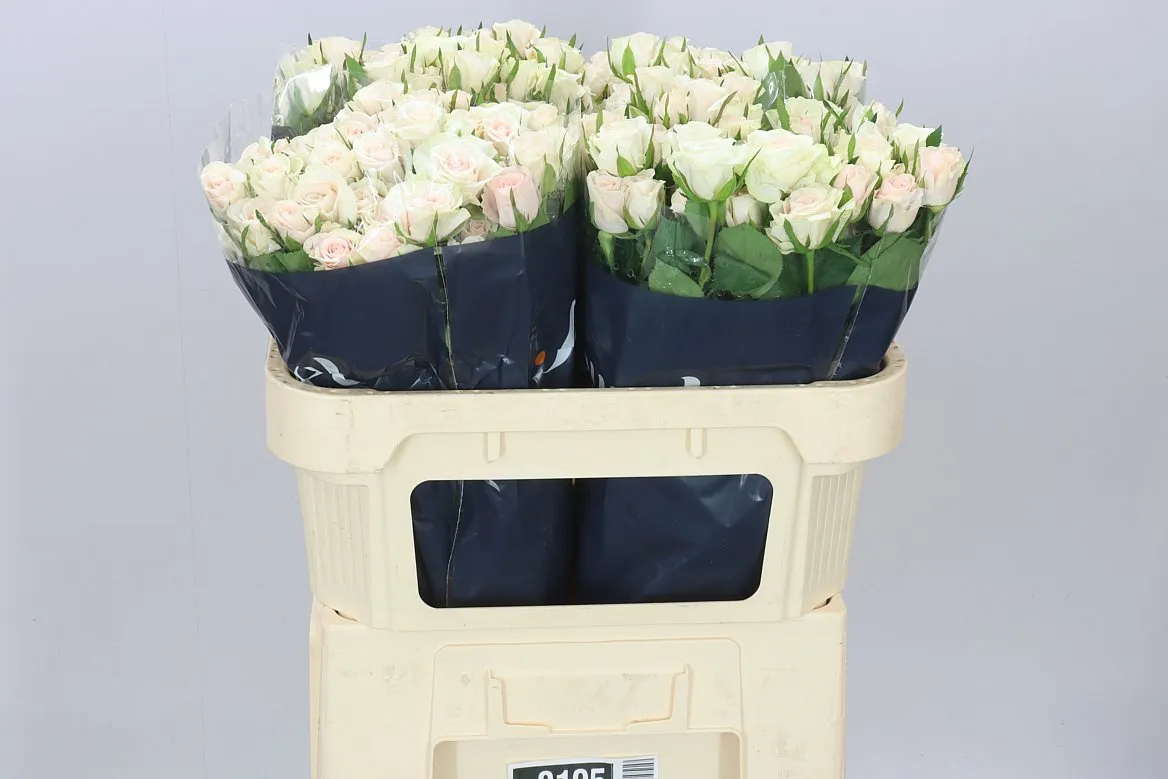 Ruža trsová Royal Porcelina Imp • 70 cm