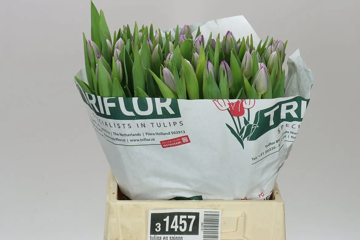 Tulipán jednoduchý Saigon • 43 cm