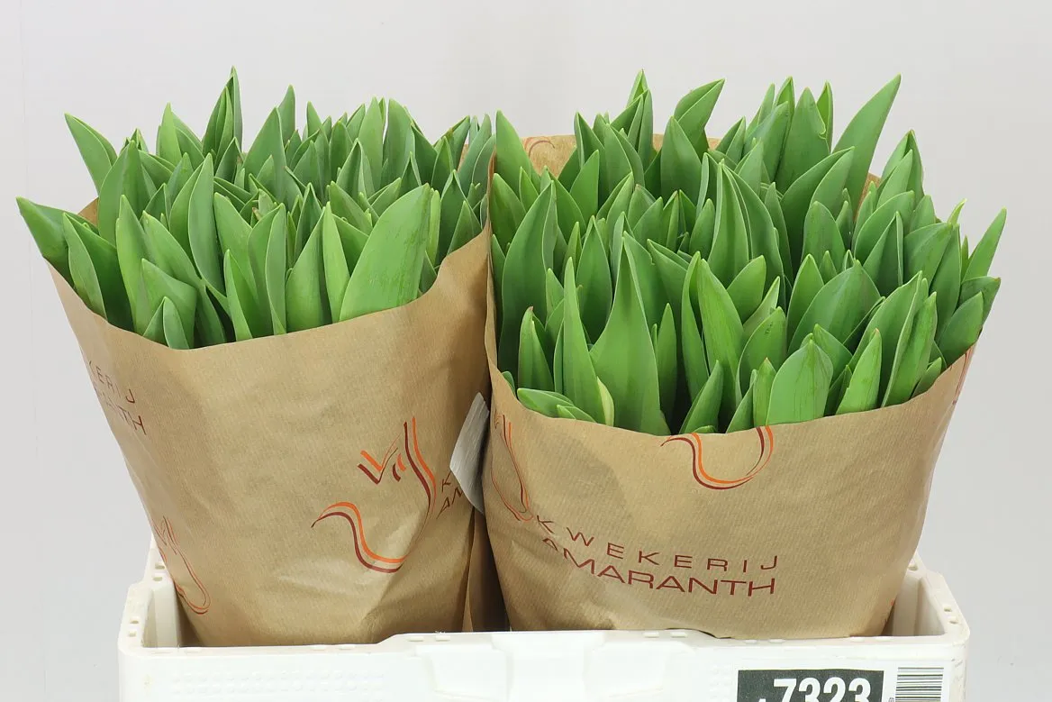 Tulipa En Royal Virgin • 40 cm