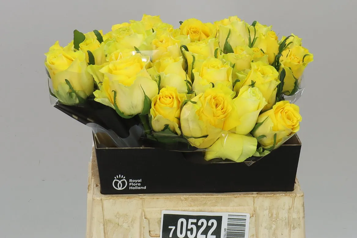 Ruža Golden Smile • 40 cm