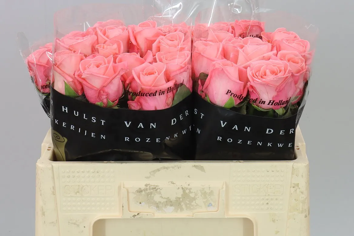Rosa Gr Big Girl • 50 cm