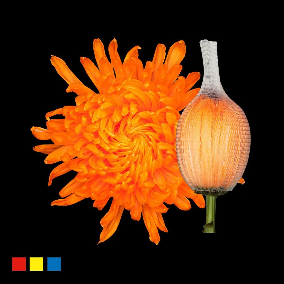 Chryzantéma veľkokvetá Stravina Orange • 70 cm