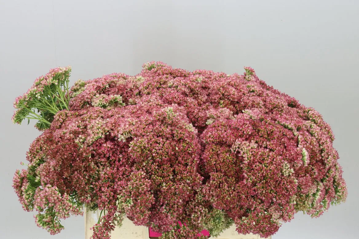 Sedum Herbstfreud • 55 cm