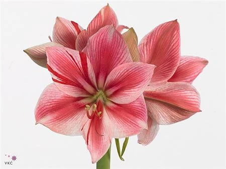Amarylis Gervase • 75 cm