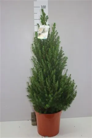 Picea Gl Conica X • črepník 24 cm