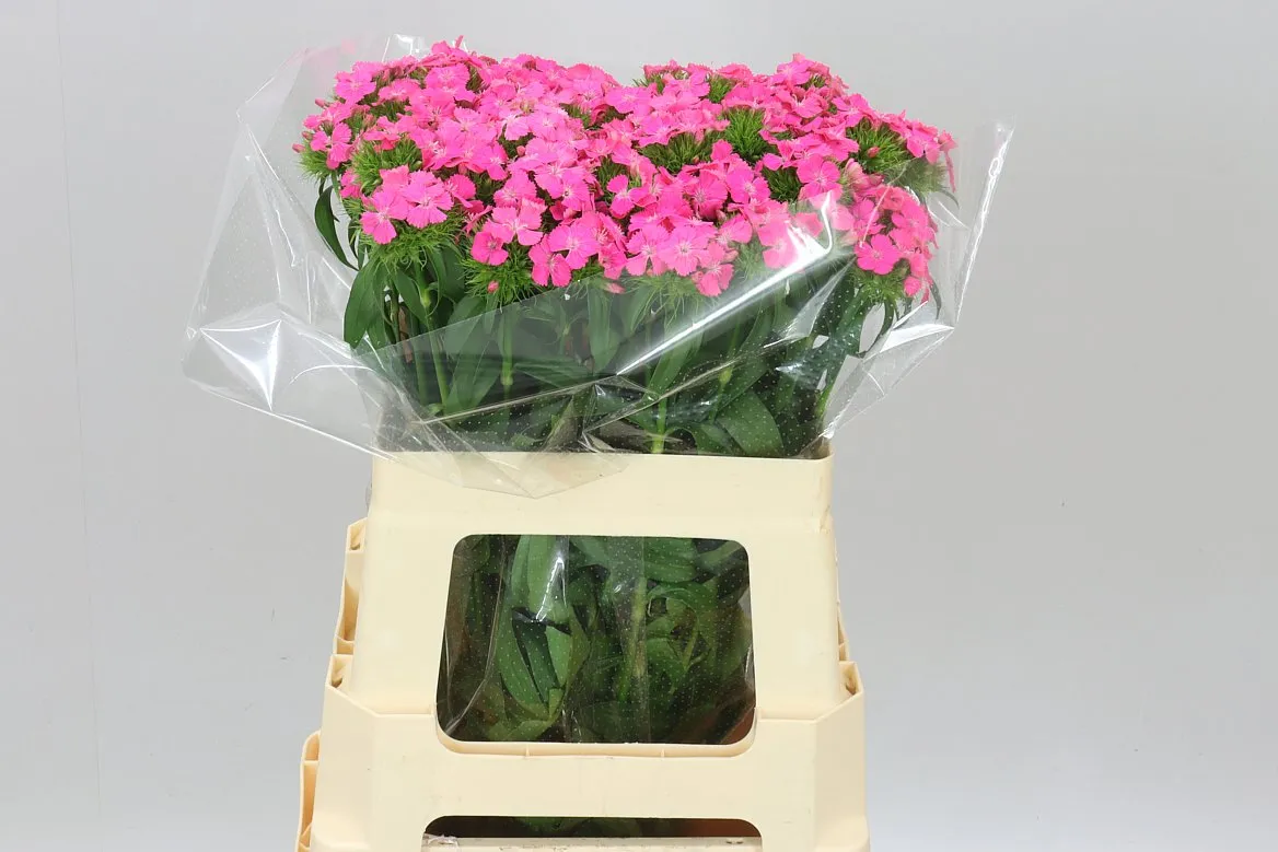 Di Barb Sweet Will Pink • 55 cm