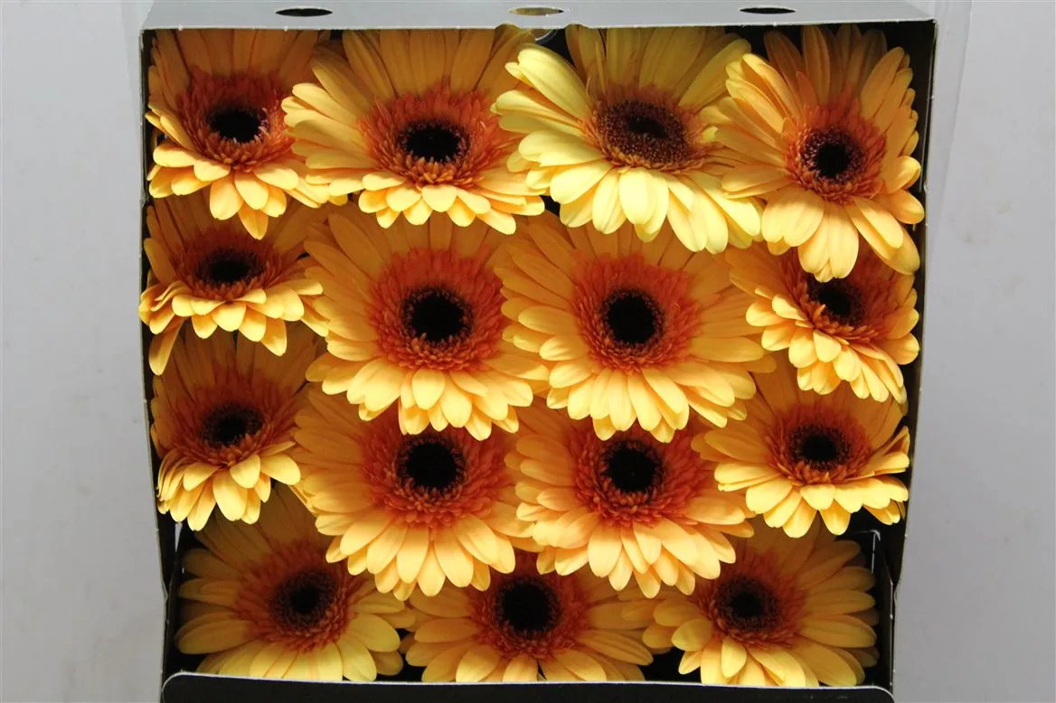 Gerbera Diamond Jetset • 55 cm