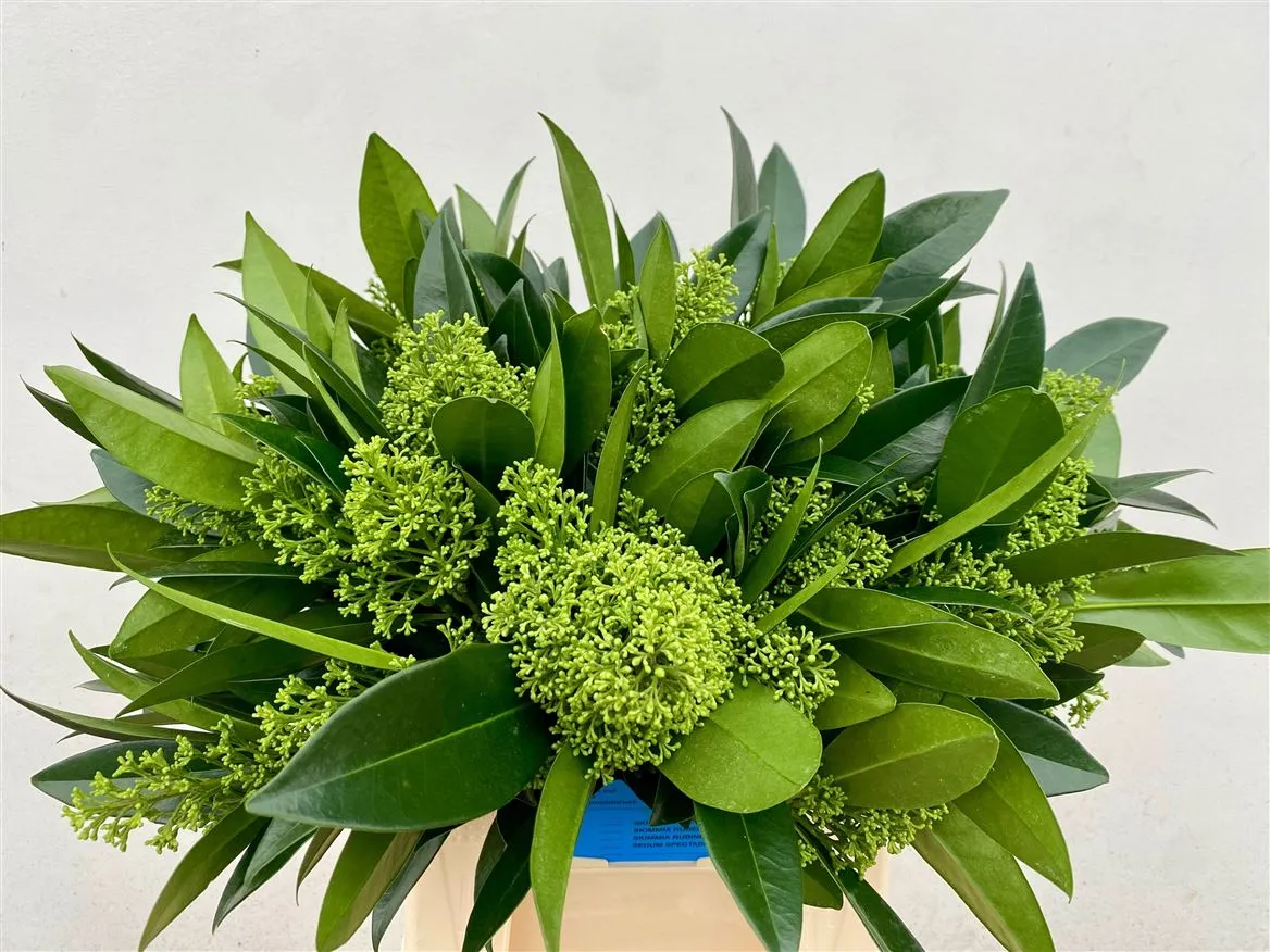 Skimmia Kew Green • 40 cm