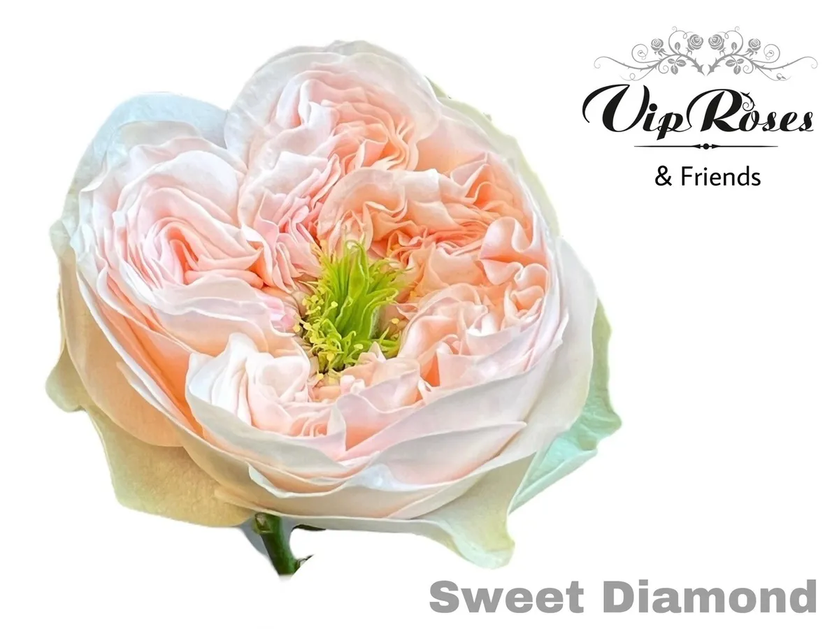 Ruža Sweet Diamond • 50 cm