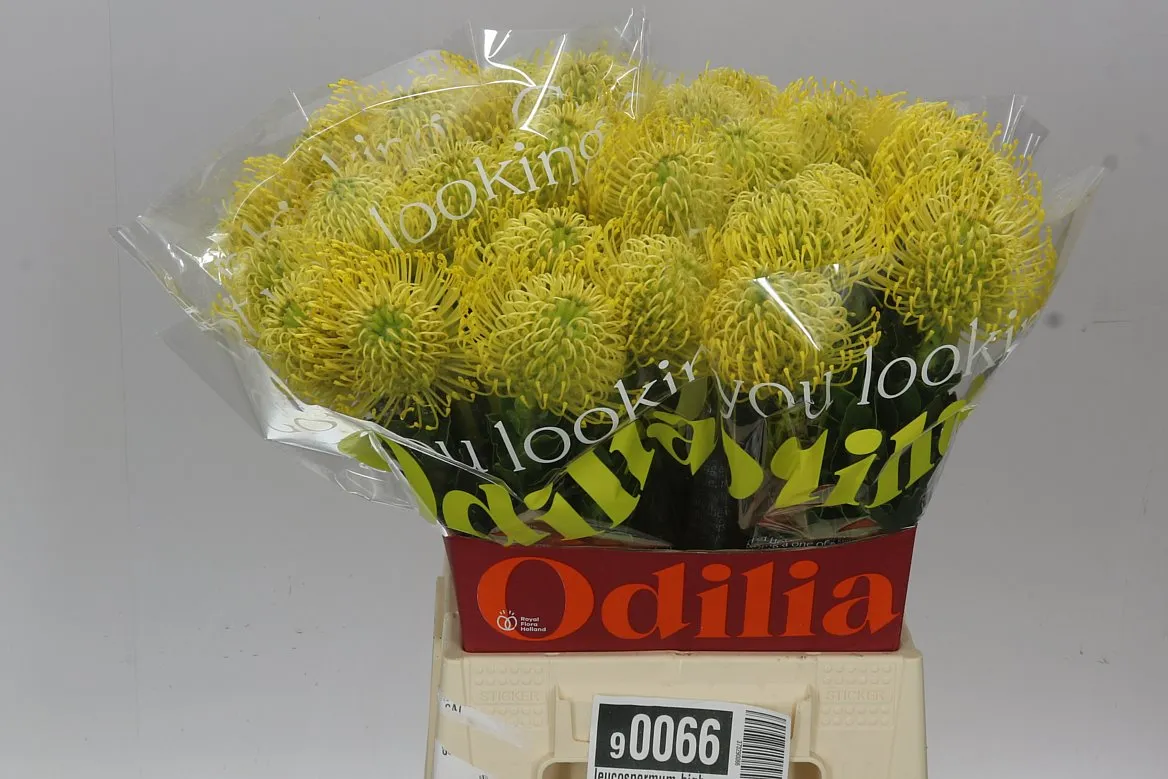 Leucospermum High Gold • 50 cm