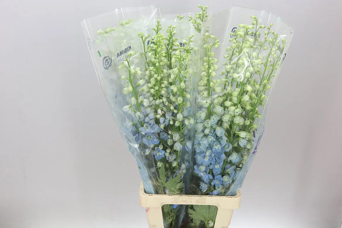 Stračonôžka Elatum Fountain Sky Blue • 90 cm
